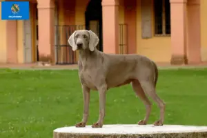 Read more about the article Weimaraner breeders and puppies in Oklahoma