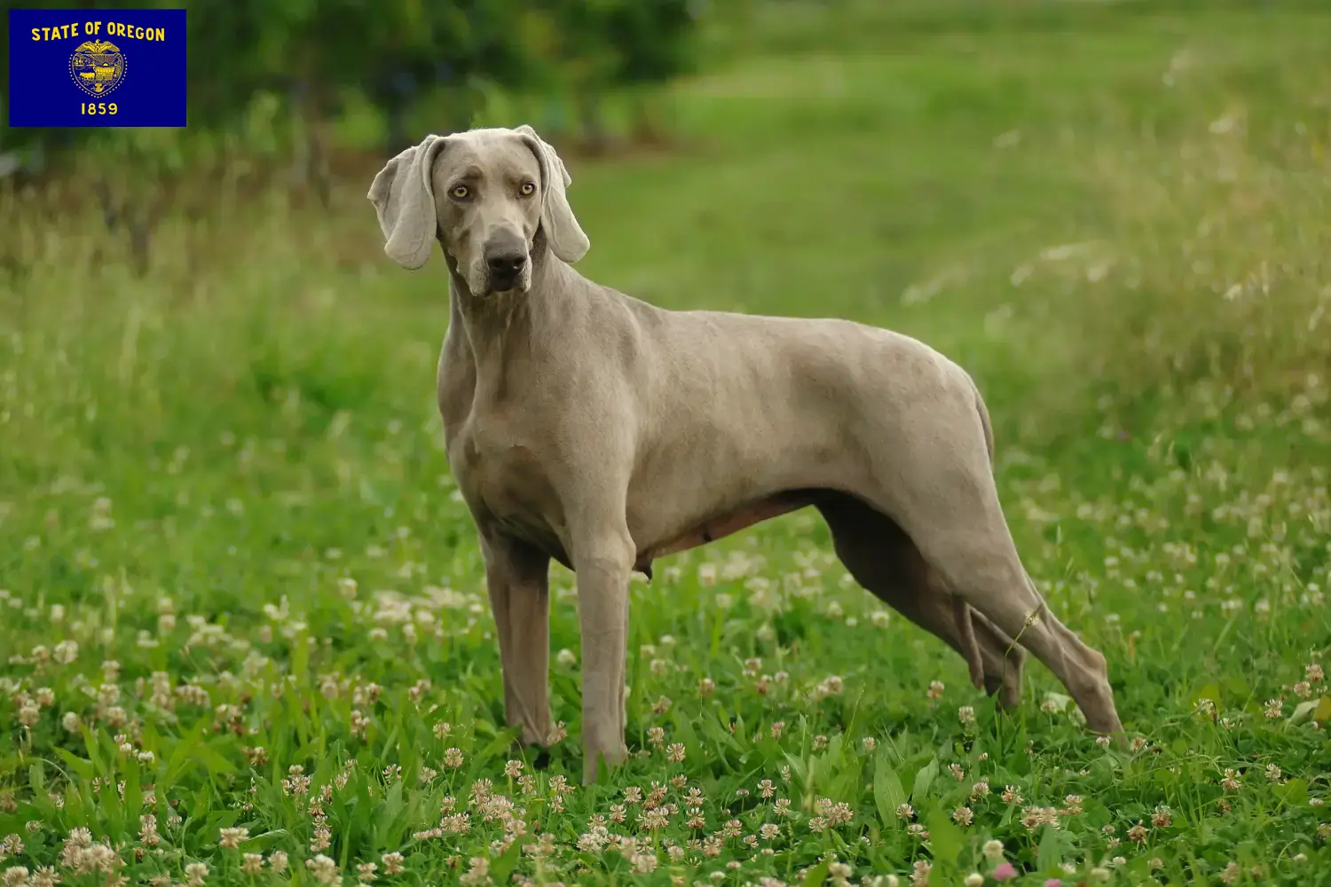 Weimaraner puppies and breeder Oregon Here you can find Weimaraner breeders in Oregon.