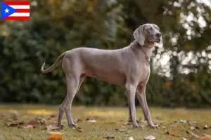 Read more about the article Weimaraner breeders and puppies in Puerto Rico
