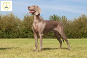 Read more about the article Weimaraner breeders and puppies in Rhode Island