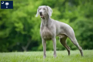 Read more about the article Weimaraner breeders and puppies in South Carolina