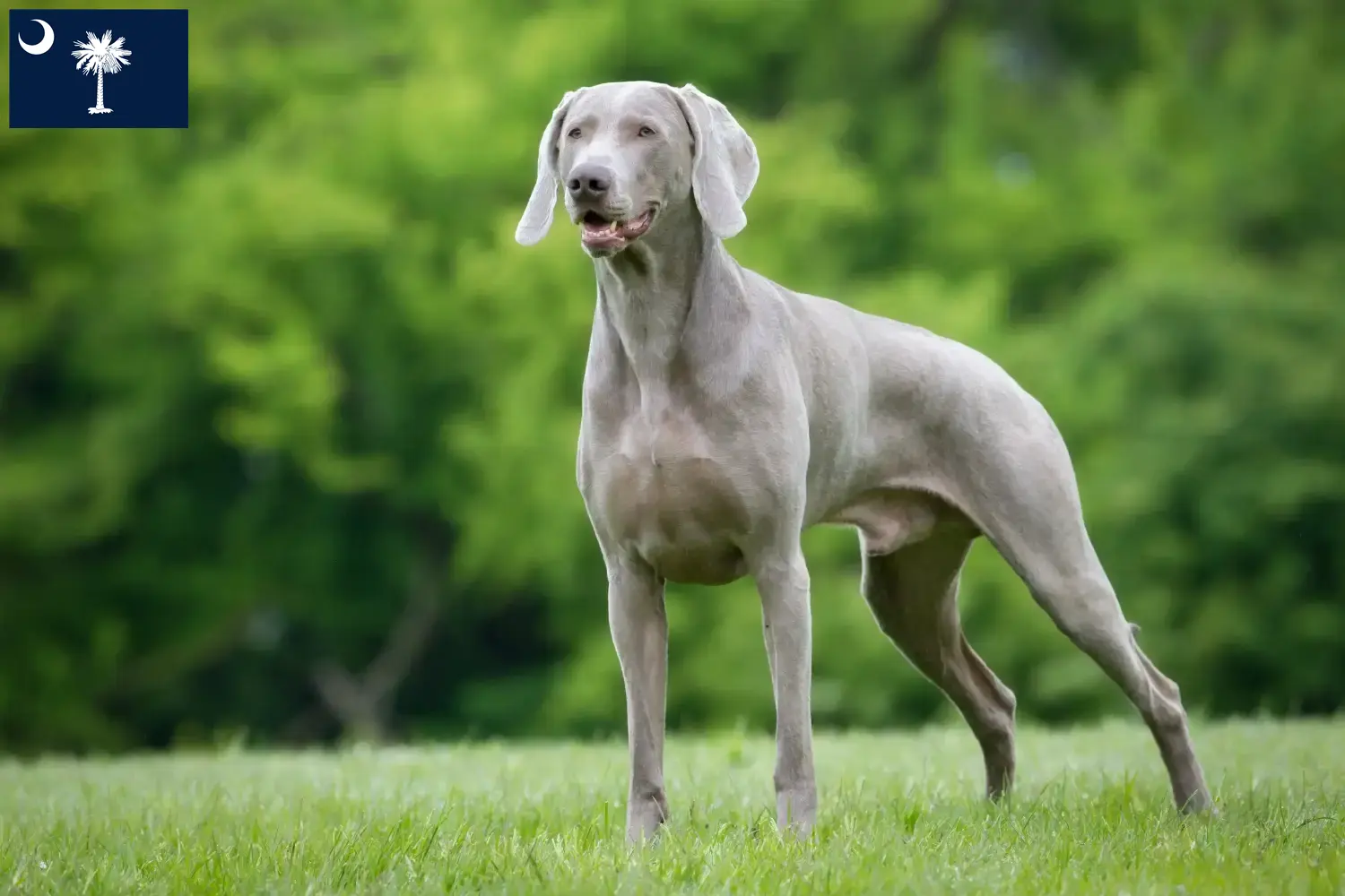 Weimaraner puppies and breeders South Carolina Find Weimaraner breeders in South Carolina.