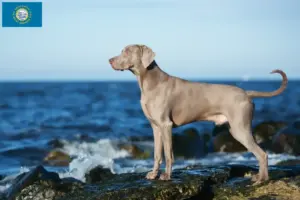 Read more about the article Weimaraner breeders and puppies in South Dakota