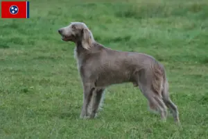 Read more about the article Weimaraner breeders and puppies in Tennessee