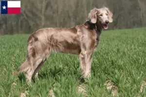 Read more about the article Weimaraner breeders and puppies in Texas