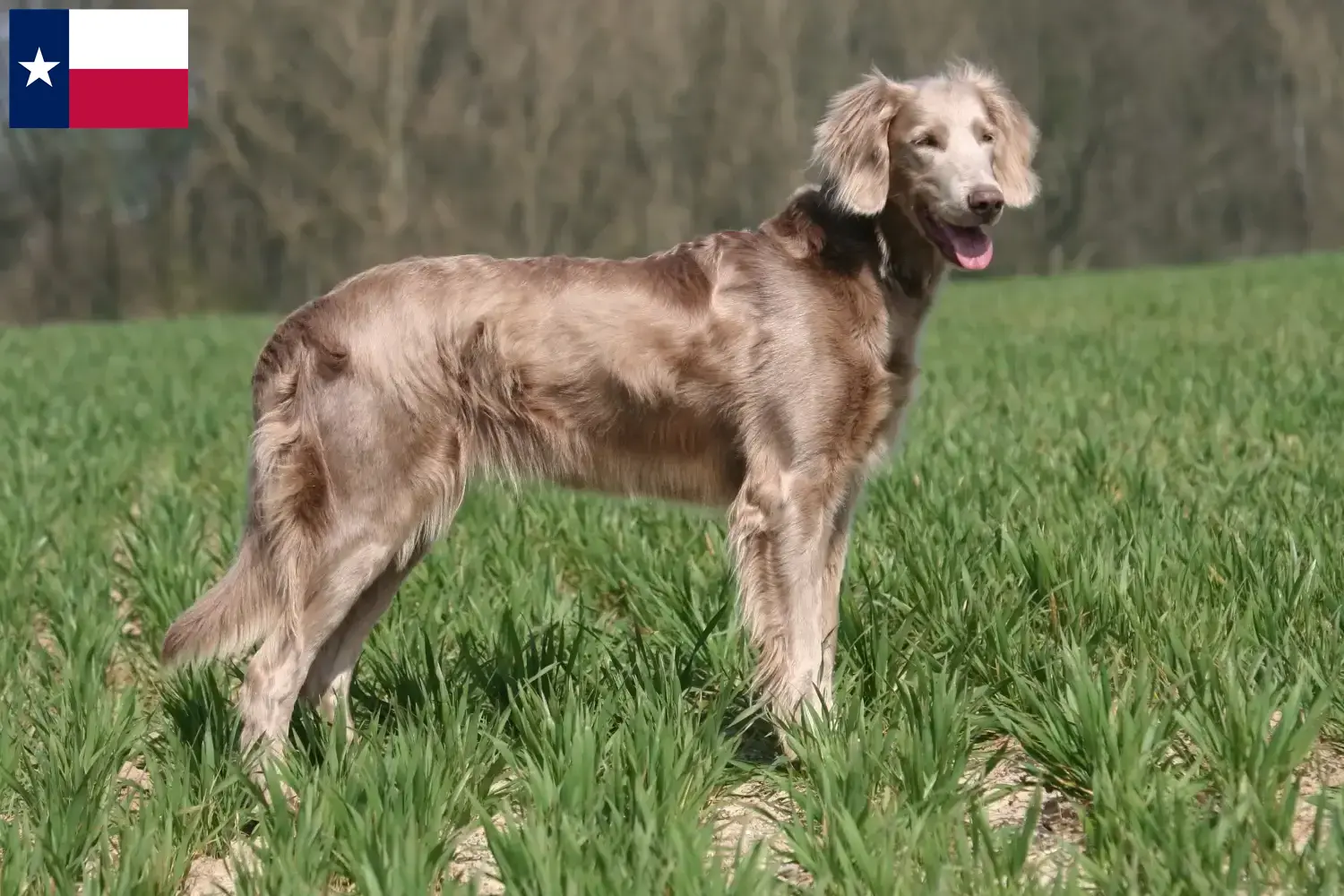 Weimaraner puppies and breeders Texas Here you can find Weimaraner breeders in Texas.