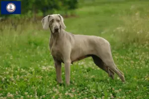 Read more about the article Weimaraner breeders and puppies in Virginia