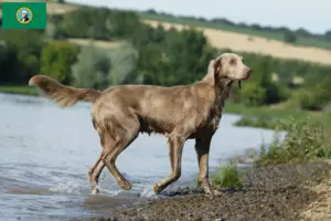 Read more about the article Weimaraner breeders and puppies in Washington