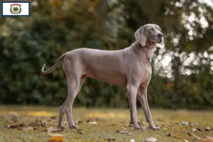 Read more about the article Weimaraner breeders and puppies in West Virginia