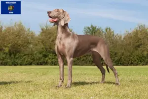 Read more about the article Weimaraner breeders and puppies in Wisconsin