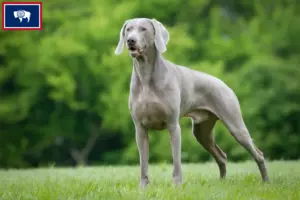 Read more about the article Weimaraner breeders and puppies in Wyoming