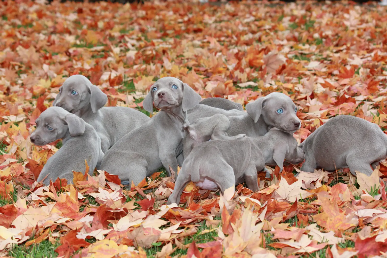 Buying a Weimaraner puppy means taking responsibility! Buy Weimaraner puppies.