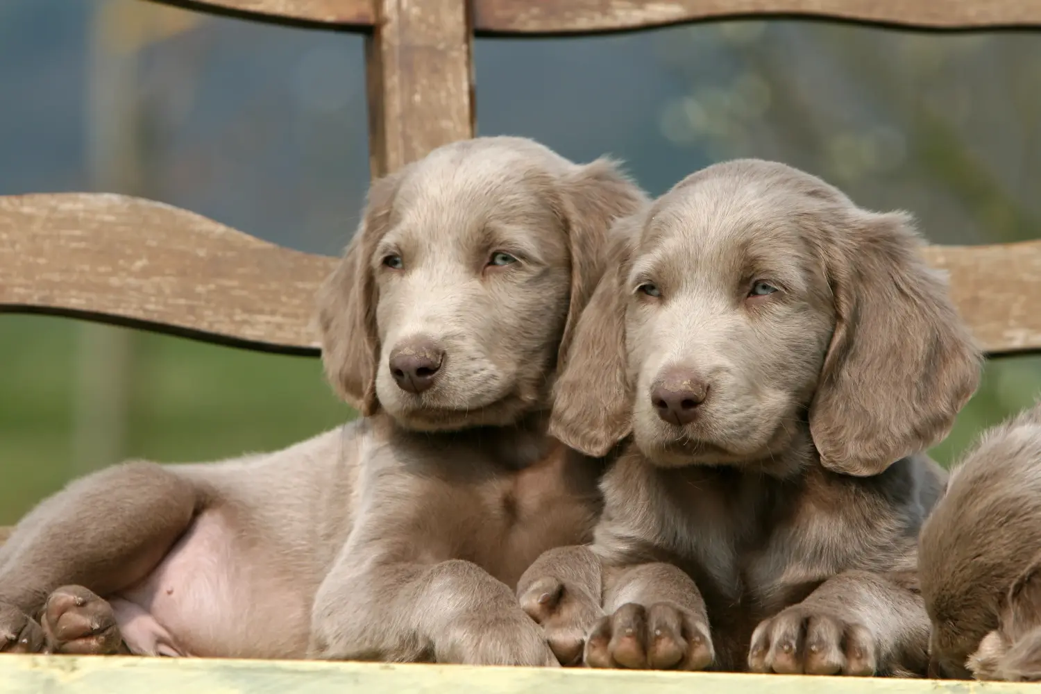 Buying a Weimaraner puppy means taking responsibility! Buy Weimaraner puppies.