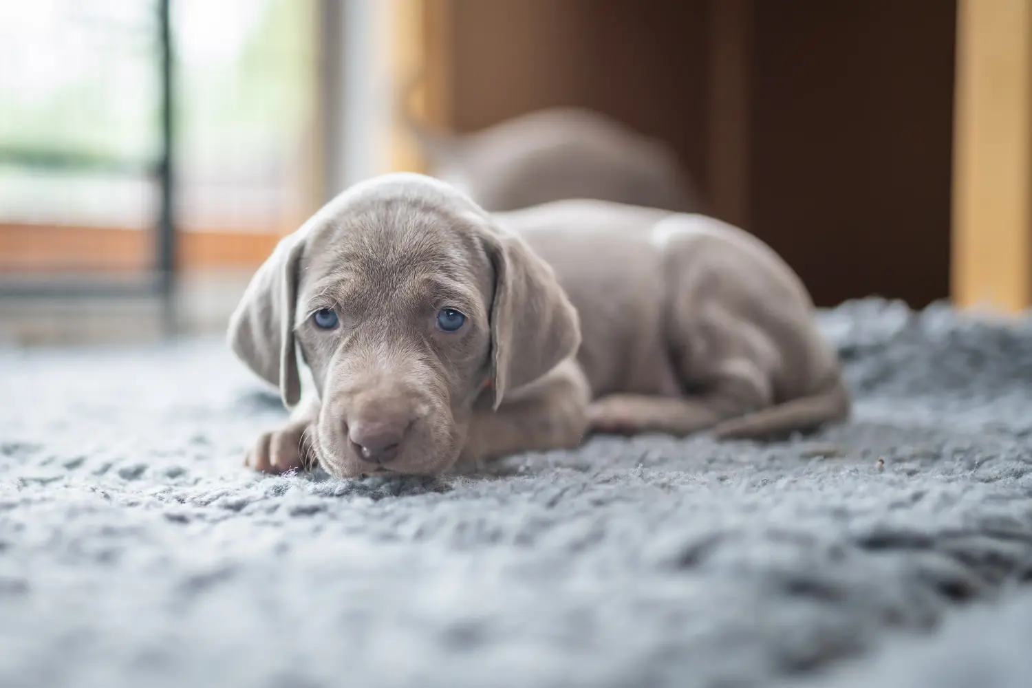 Buying a Weimaraner puppy means taking responsibility! Buy Weimaraner puppies.