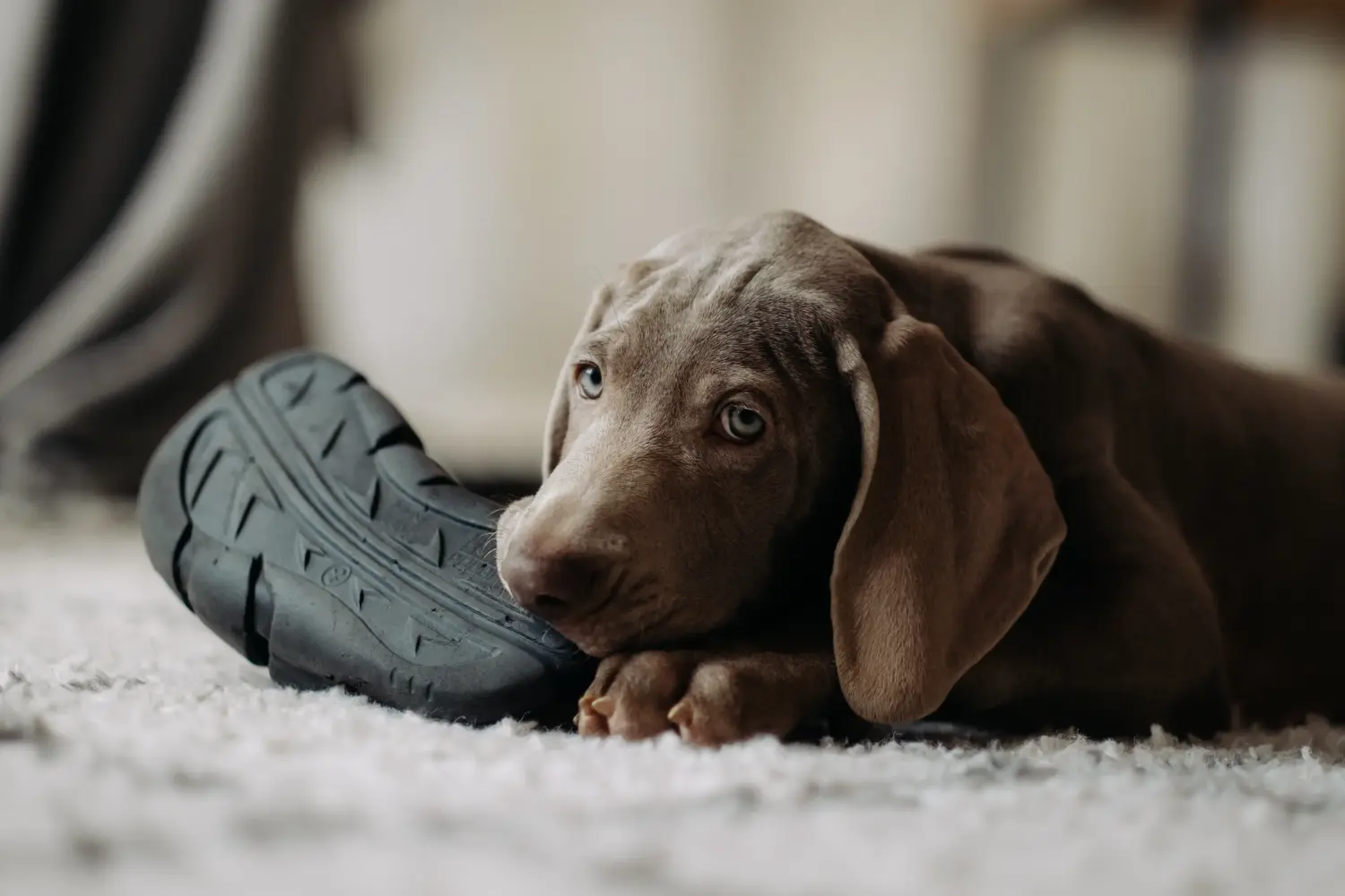 Buying a Weimaraner puppy means taking responsibility! Buy Weimaraner puppies.