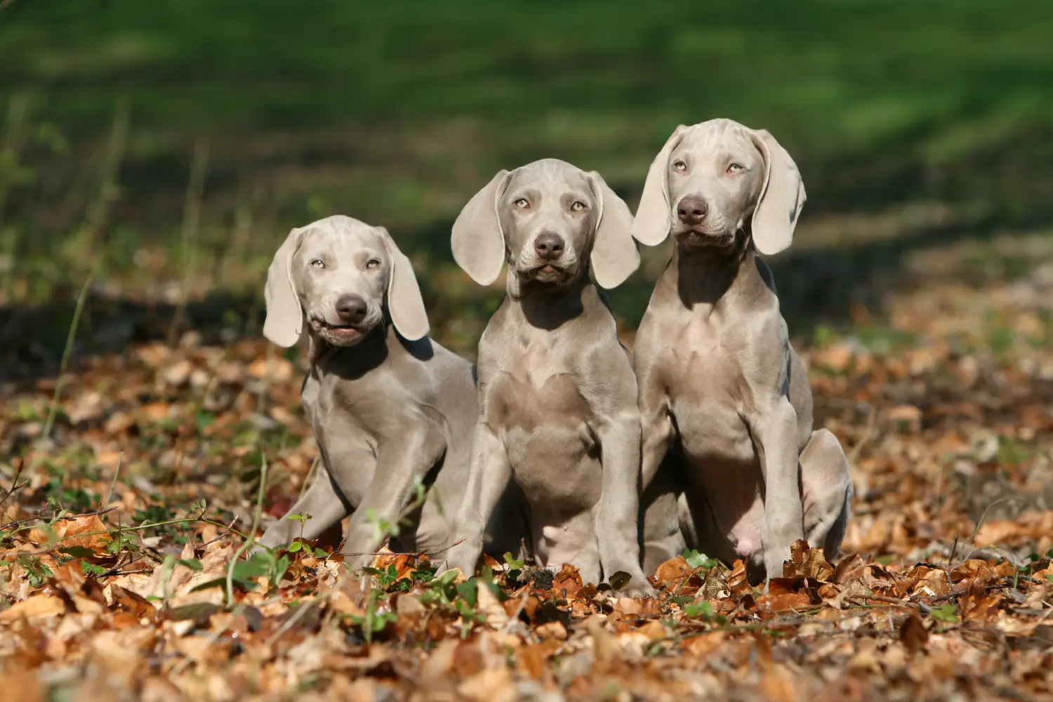 Buying a Weimaraner puppy means taking responsibility! Buy Weimaraner puppies.