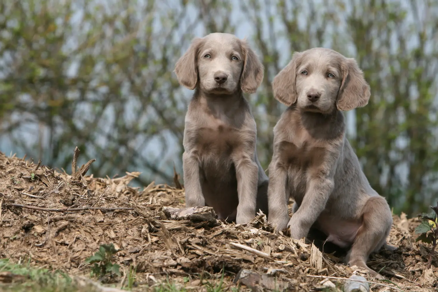 Buying a Weimaraner puppy means taking responsibility! Buy Weimaraner puppies.