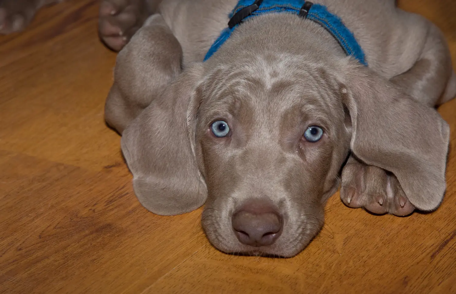 Buying a Weimaraner puppy means taking responsibility! Buy Weimaraner puppies.