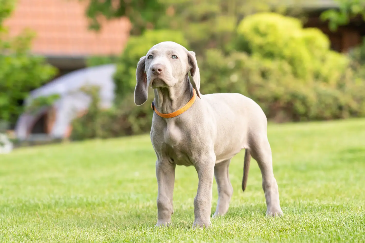 Buying a Weimaraner puppy means taking responsibility! Buy Weimaraner puppies.