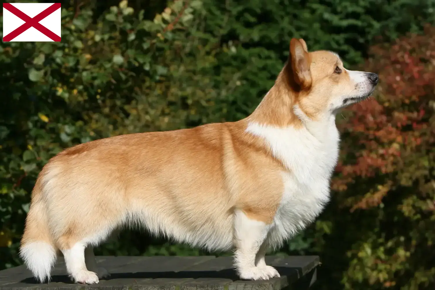 Welsh Corgi puppies and breeder Alabama Find Welsh Corgis breeders in Alabama.