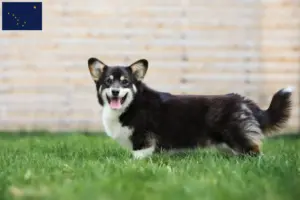 Read more about the article Welsh Corgi breeders and puppies in Alaska