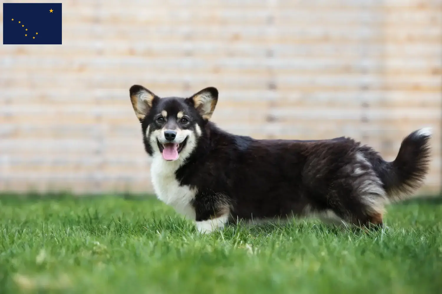 Read more about the article Welsh Corgi breeders and puppies in Alaska