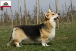 Read more about the article Welsh Corgi breeders and puppies in California