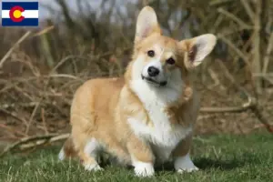 Read more about the article Welsh Corgi breeders and puppies in Colorado