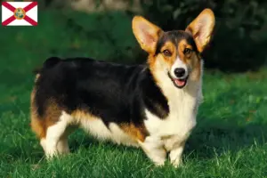 Read more about the article Welsh Corgi breeders and puppies in Florida
