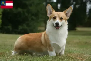 Read more about the article Welsh Corgi breeders and puppies in Georgia