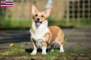 Read more about the article Welsh Corgi breeders and puppies in Hawaii