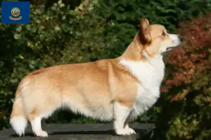 Read more about the article Welsh Corgi breeders and puppies in Idaho