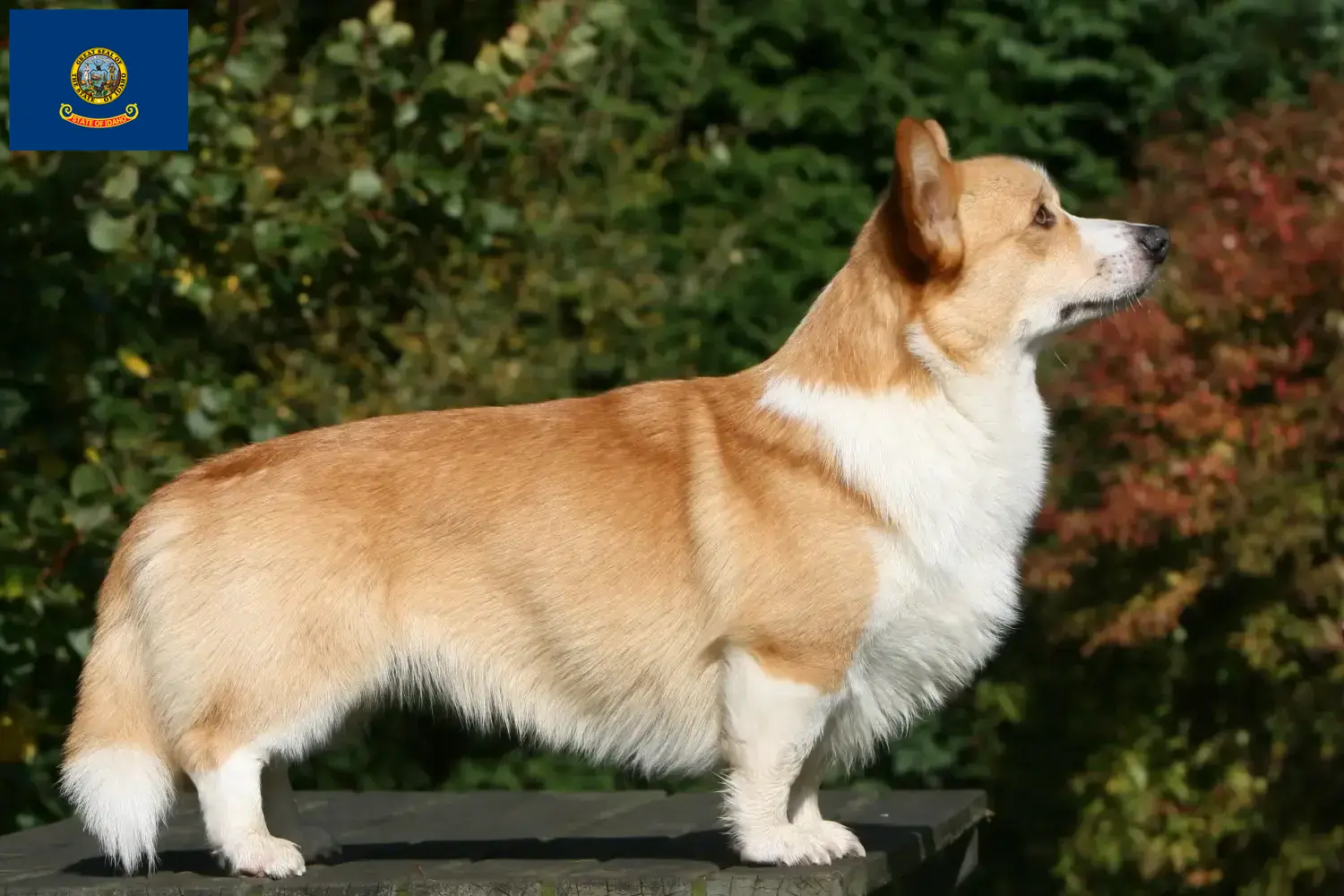 Welsh Corgi puppies and breeder Idaho Find Welsh Corgis breeders in Idaho.