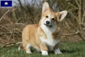 Read more about the article Welsh Corgi breeders and puppies in Kentucky