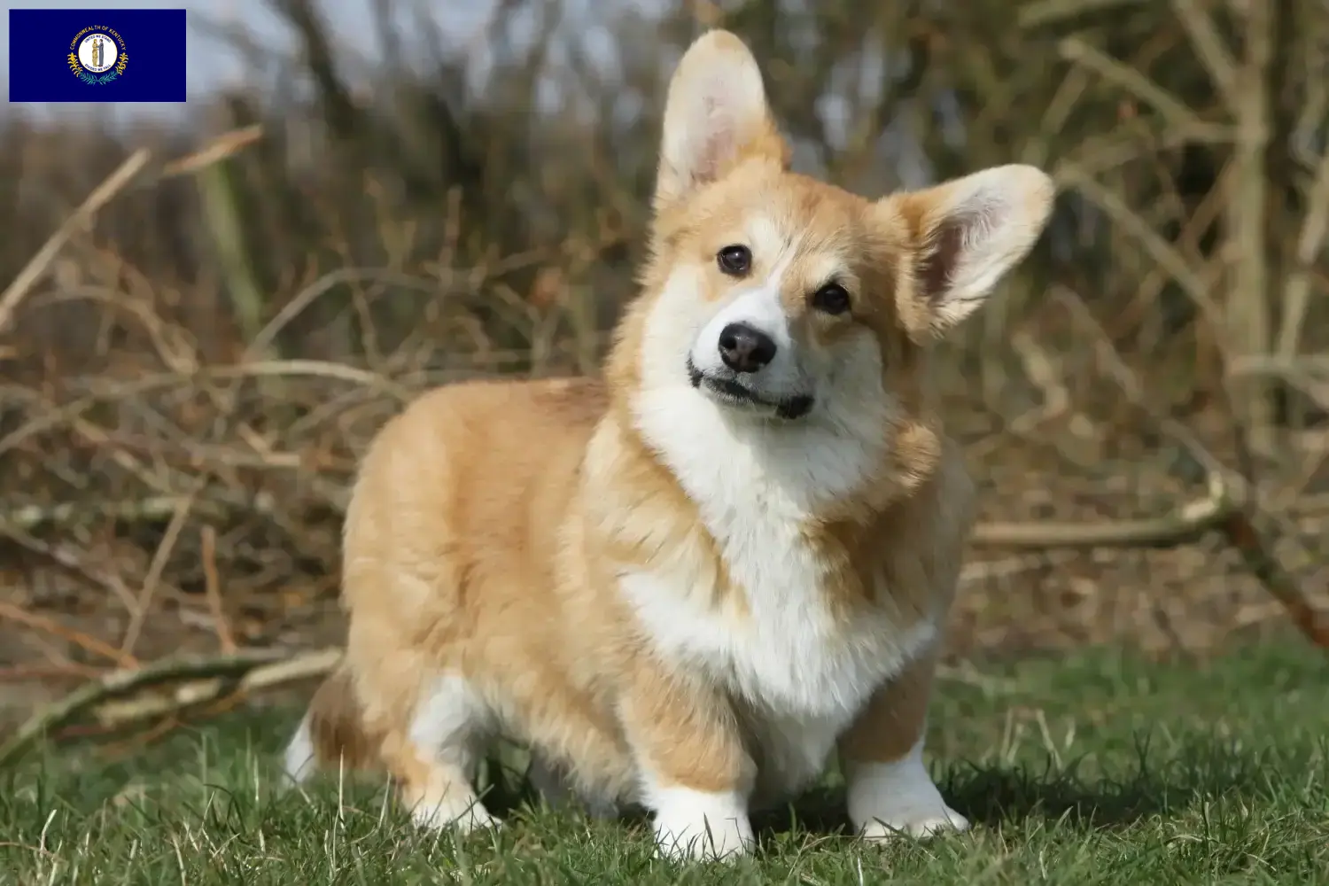 Read more about the article Welsh Corgi breeders and puppies in Kentucky
