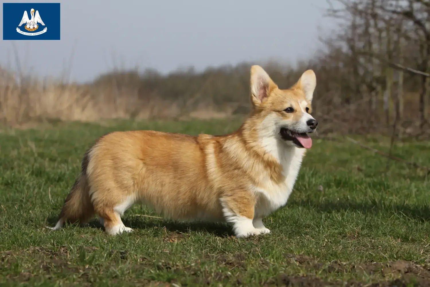 Welsh Corgi puppies and breeder Louisiana Find Welsh Corgis breeders in Louisiana.