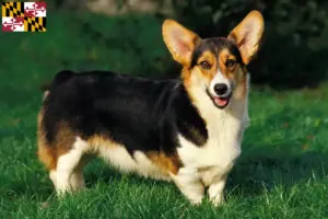 Read more about the article Welsh Corgi breeders and puppies in Maryland