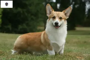 Read more about the article Welsh Corgi breeders and puppies in Massachusetts