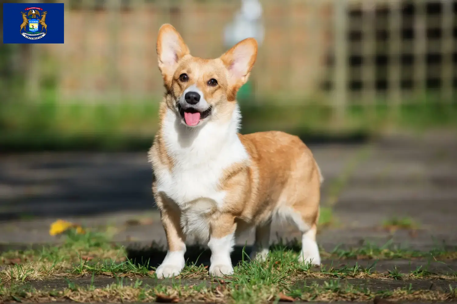 Welsh Corgi puppies and breeders Michigan Find Welsh Corgis breeders in Michigan.