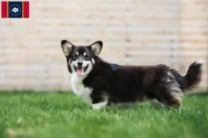 Read more about the article Welsh Corgi breeders and puppies in Mississippi