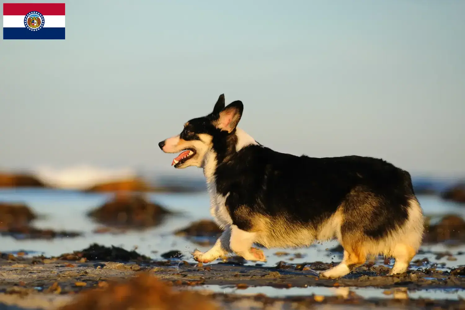Welsh Corgi puppies and breeder Missouri Find Welsh Corgis breeders in Missouri.