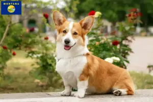 Read more about the article Welsh Corgi breeders and puppies in Montana