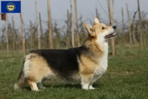 Read more about the article Welsh Corgi breeders and puppies in Nebraska