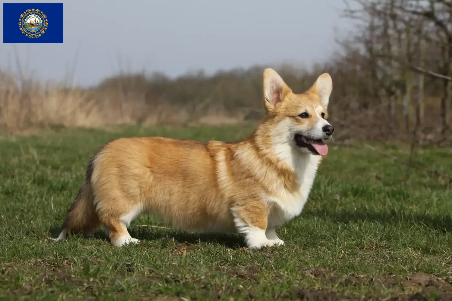 Welsh Corgi puppies and breeders New Hampshire Find Welsh Corgis breeders in New Hampshire.