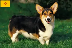 Read more about the article Welsh Corgi breeders and puppies in New Mexico