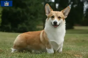Read more about the article Welsh Corgi breeders and puppies in New York