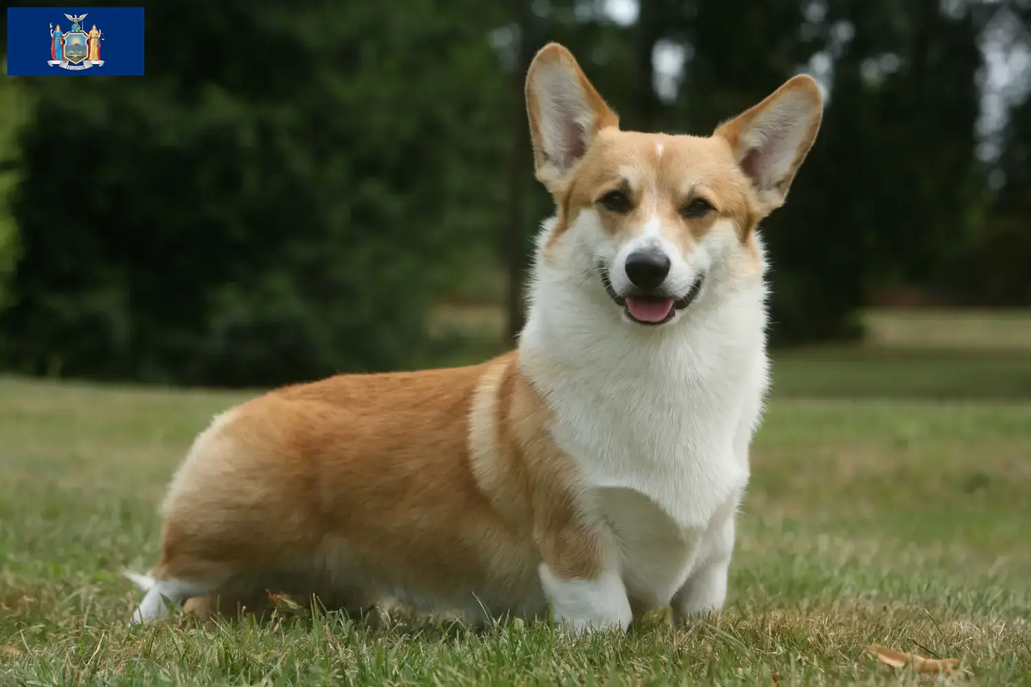Welsh Corgi puppies and breeder New York Find Welsh Corgis breeders in New York here.