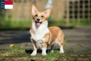 Read more about the article Welsh Corgi breeders and puppies in North Carolina