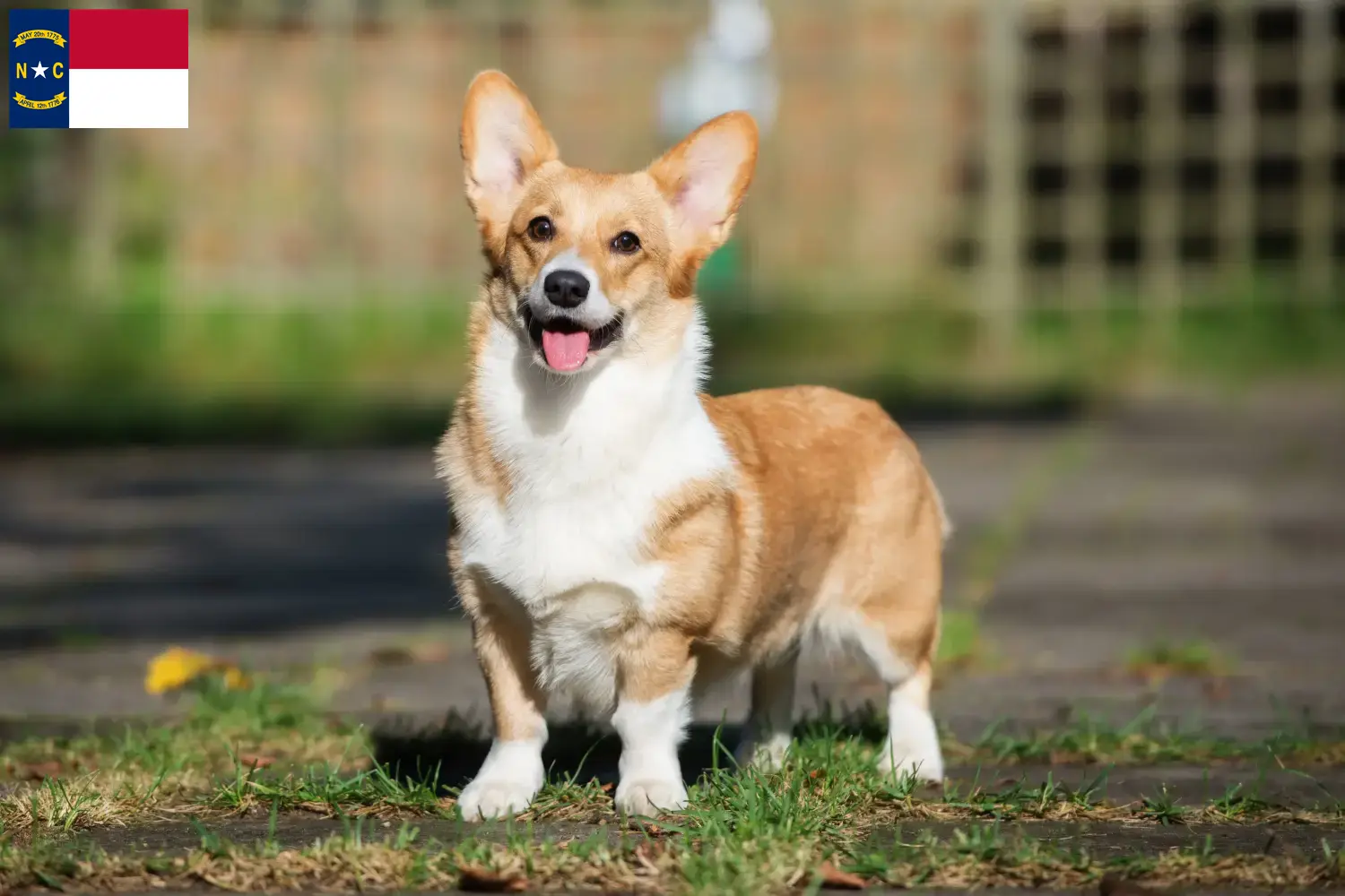 Welsh Corgi puppies and breeders North Carolina Find Welsh Corgis breeders in North Carolina.