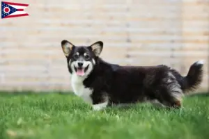 Read more about the article Welsh Corgi breeders and puppies in Ohio